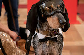 The Pack – Season 1: Vienna