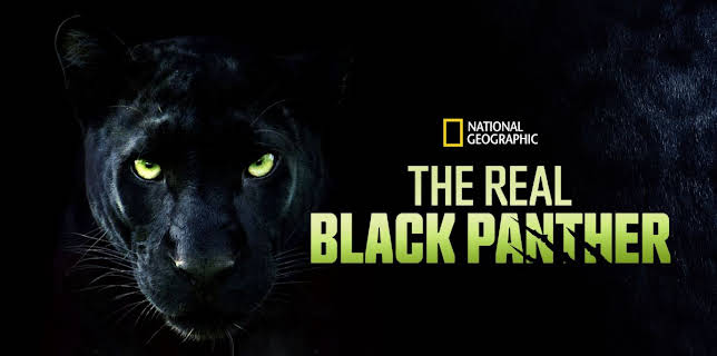 The Real Black Panther (2020)