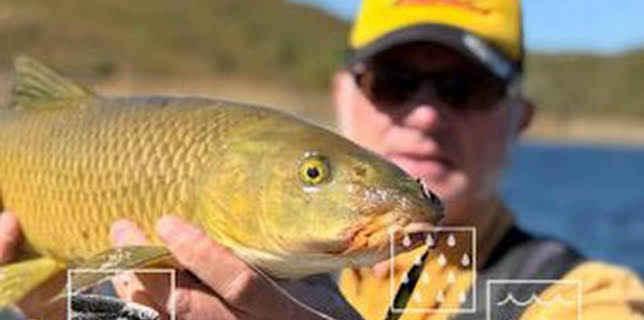12:50: Nicola Zingarelli: Leyenda del spinnig: Carpas y barbos | Caza y Pesca | 12/13 2025