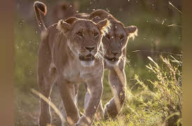 Big Cat Tales Season 2: Stripes vs Spots