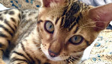 Der Super-Doc - Einsatz für 4 Pfoten