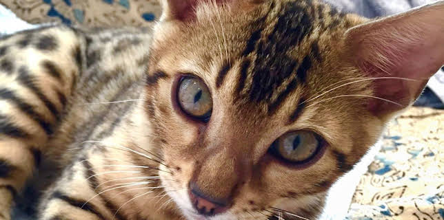 17:15: Der Super-Doc - Einsatz für 4 Pfoten | Sixx | 1/11 2026