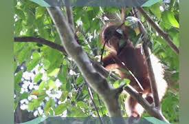 Hooray Hippo: Discover Orangutans in Indonesia