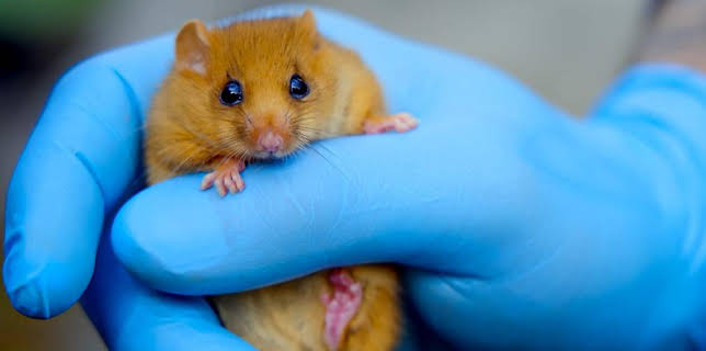 12:40 PM: Go Wild (S2) | Cbeebies | 3/4 2026