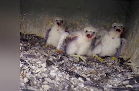 Great Lakes Wild: Helping Out Endangered Species