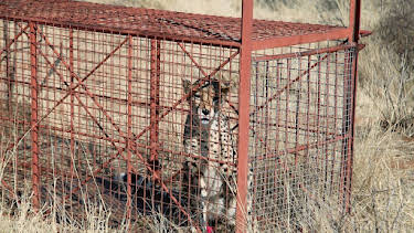 07:15: GEO Reportage | Arte | 5/2 2026