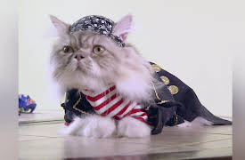 The Quick and the Curious Season 1: Secret Science of Cat Videos