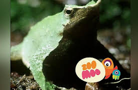 Growing Up: Darwin's Frog Bring Up Baby