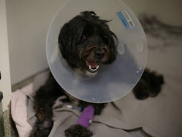 17:25: Der Super-Doc - Einsatz für 4 Pfoten | Sixx | 5/3 2026