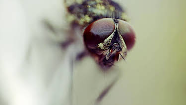 19:30: Dyrenes utrolige evner (S1 E12) (S1) | Animal Planet | 5/2 2026