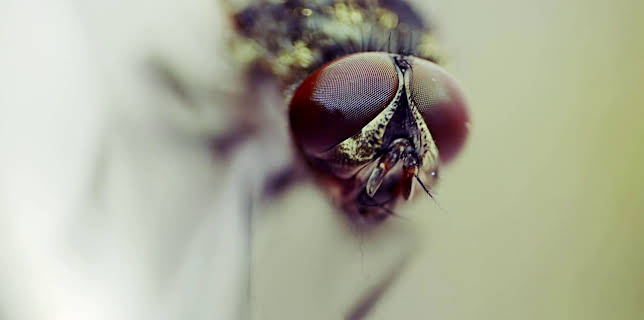 19:30: How Do Animals Do That? (S1 E12) (S1) | Animal Planet | 2/28 2026