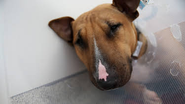 5:00 PM: The Supervet: Noel Fitzpatrick (S6 E5) (S6) | W | 3/11 2026