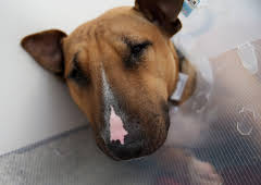 The Supervet: Noel Fitzpatrick