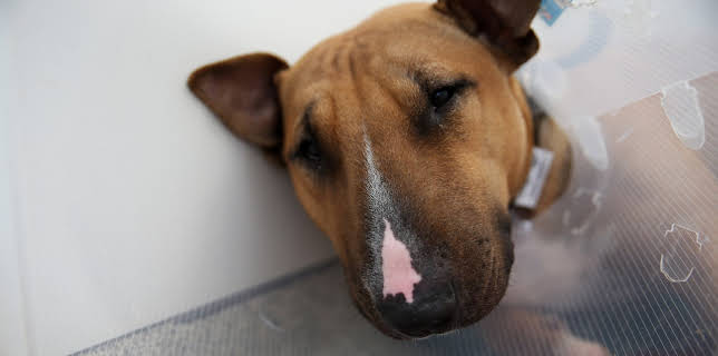 5:00 PM: The Supervet: Noel Fitzpatrick (S6 E5) (S6) | W | 12/7 2025