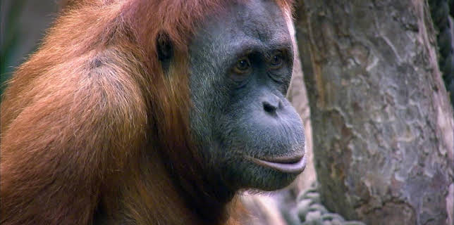 02:10: Elefant, Tiger & Co. | MDR Fernsehen | 3/21 2026