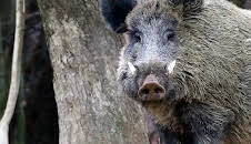 Expeditionen ins Tierreich