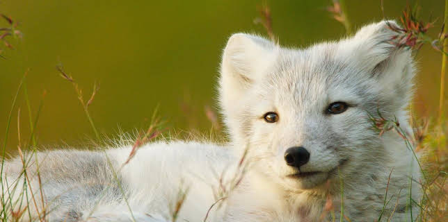 20:15: Wilde Tierbabys | ARD Alpha | 12/26 2025