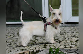 Petchannel Brasil: Pet Sitter