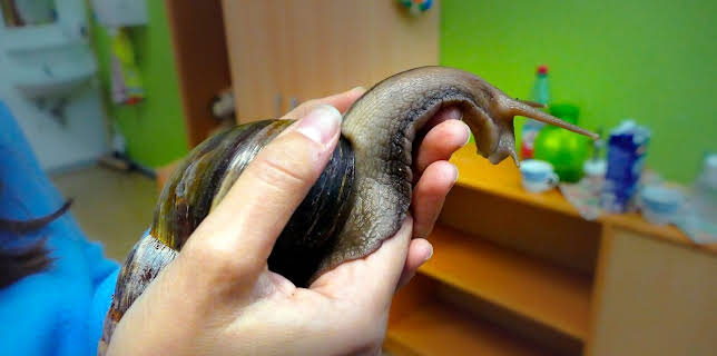 07:40: Anna und die Haustiere | Das Erste | 2/28 2026