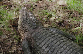 Alone: The Beast Season 1: Swamp of Suffering