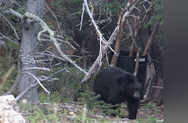 Dog Soldier the Coyote Calling and Predator Hunting Show: Somthin's a Bruin"