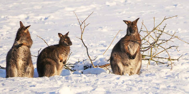 10:45 AM: Animal Park | BBC One | 12/15 2025