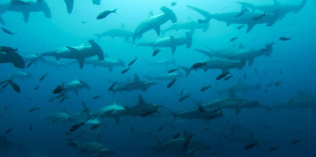 10:13 AM: Shark Bites (S1) | CBBC | 3/25 2026