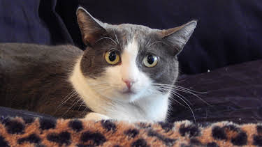 16:00: My Cat From Hell (S5 E9) (S5) | Animal Planet | 4/9 2026