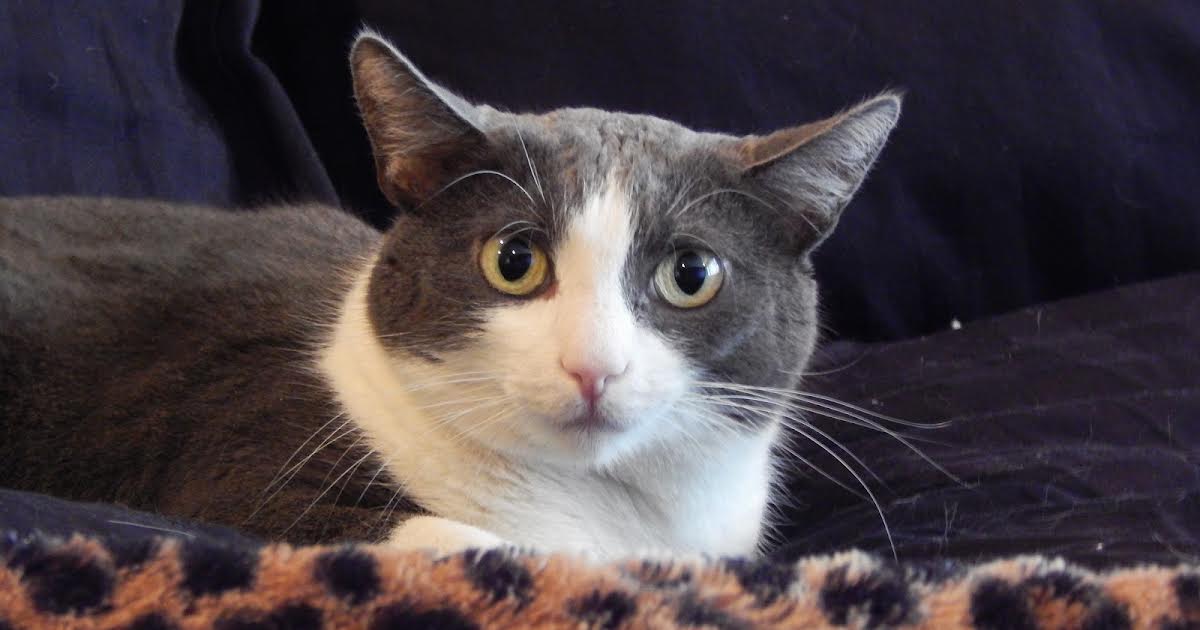 9/4 16:00 | My Cat From Hell på Animal Planet