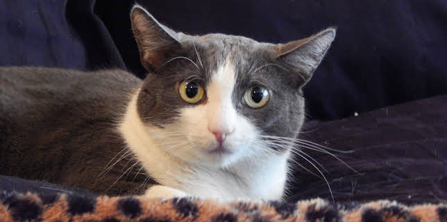 06:25: My Cat From Hell (S5 E9) (S5) | TLC | 12/24 2025