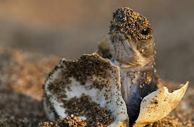 Africa Season 1: Cape