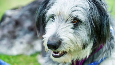 20:45: Hundehuset: Poppy | NRK 2 | 5/8 2026