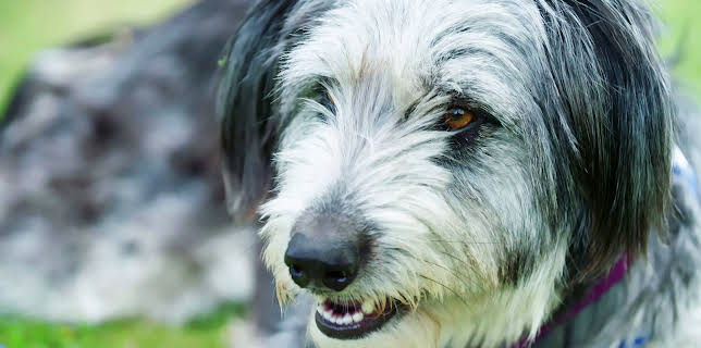 16:25: Hundehuset: Poppy | NRK 2 | 1/23 2026