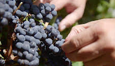 Die wunderbare Welt der Weine (5/10)