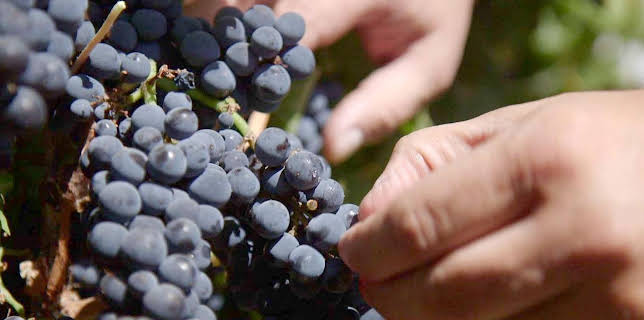 05:15: Die wunderbare Welt der Weine (5/10) | Arte | 1/25 2026