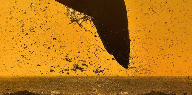 19:25: Akrobatische Haie: Die spektakulärsten Bilder | ProSieben Maxx | 12/24 2025