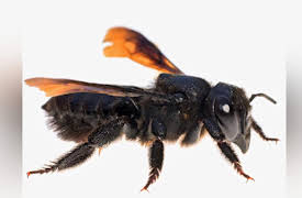 Wild Photo Adventures: Wildlife of the Appalachian Foothills