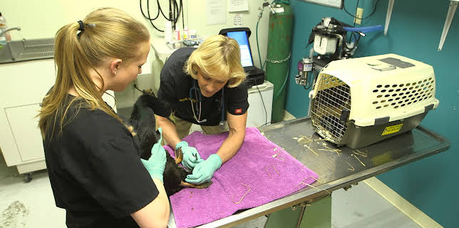 08:30: Dr. Dee: Alaska Vet (S1 E3) (S1) | Animal Planet | 12/13 2025