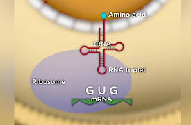 Unlocking the Hidden History of DNA: From Genetic Codes to DNA Fingerprints
