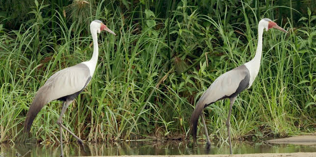 09:45: Afrika von oben | Arte | 1/15 2026