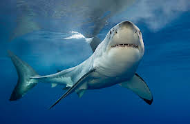 I Was Prey: Episode 3