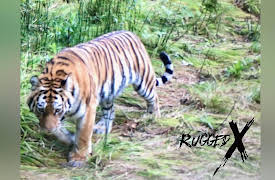 Rugged Expeditions with J Alain Smith: Russian White Lipped Bear Hunt (With a Surprise)