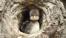 Tierische Superbauten: Die perfekte Lage