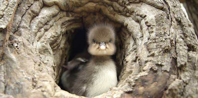 17:00: Tierische Superbauten (2/3) | 3SAT | 1/12 2026