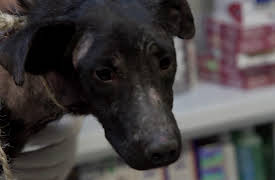 La loca de los perros season-1: La loca de los perros - Tesoro