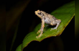 Islands of Wonder, Season 1: Borneo