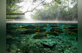 H2O: The Molecule That Made Us: Season 1: Pulse