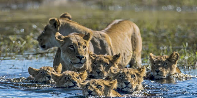 08:55: Okawango - Fluss der Träume (1/3) | Arte | 11/12 2025