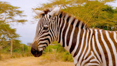 10:55 AM: Hamza Loves Animals: Africa (S1) | Cbeebies | 7/14 2026