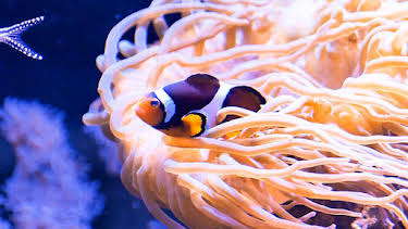 1:40 PM: Go Wild (S1) | Cbeebies | 12/7 2025